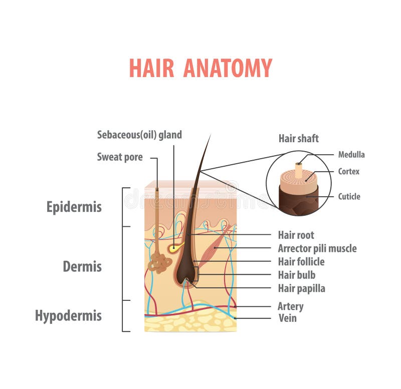 Hair Anatomy Stock Illustrations 5 441 Hair Anatomy Stock Illustrations Vectors Clipart Dreamstime