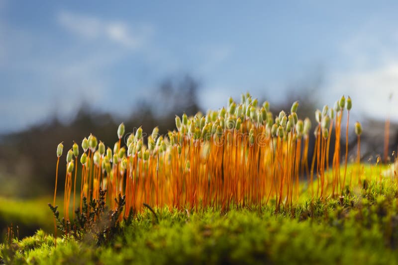 Hair cap moss in Scandinavian forest