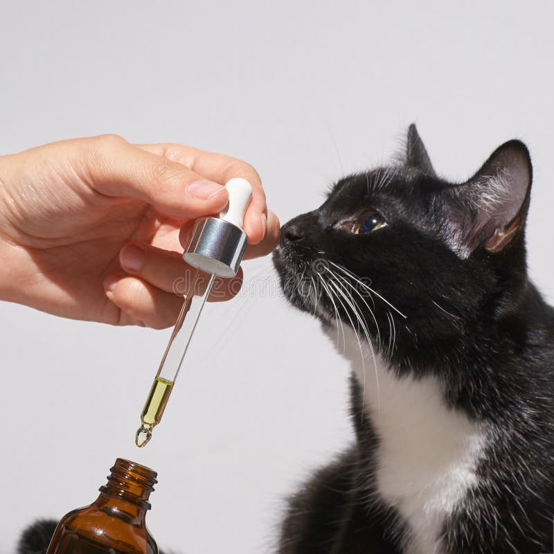 Hair care routine. Oil for skin. Girl holding dropper with black cat