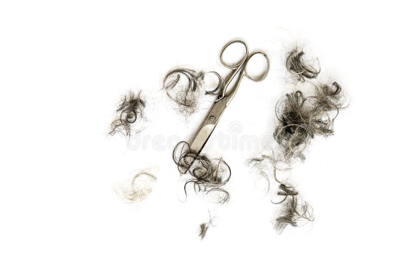 Hair cut, old scissors from metal, and tufts of black and grey hair curls isolated with shadows on a white background, high angle