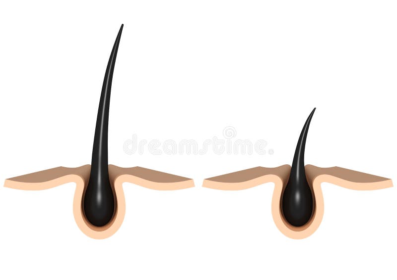 Hair Follicle Stock Illustration Illustration Of Cells 57275920
