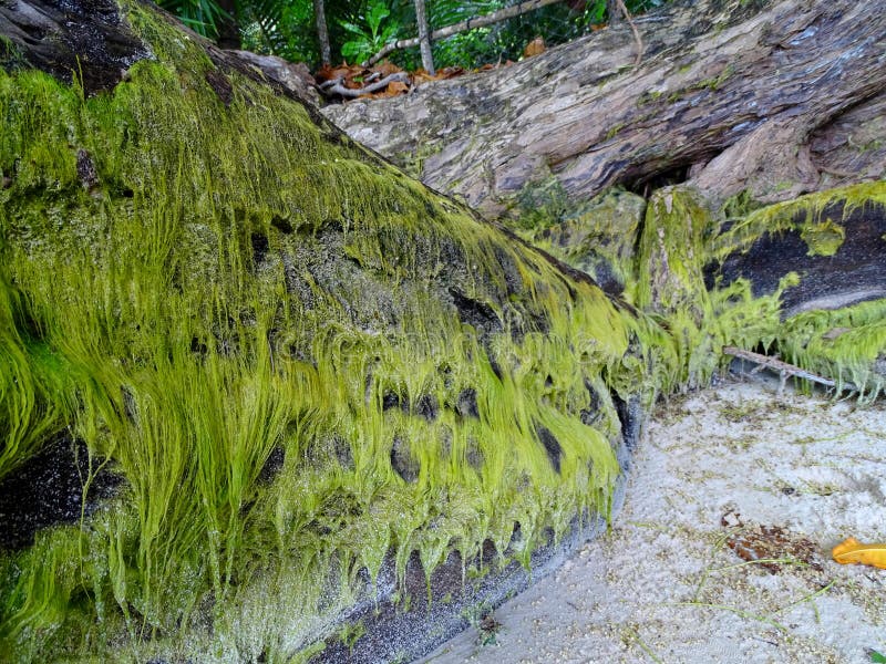 Hair Green Algae on a Dead Tree on a Beach Stock Image Image of leaf