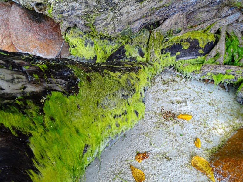 Hair Green Algae on a Dead Tree on a Beach Stock Photo Image of