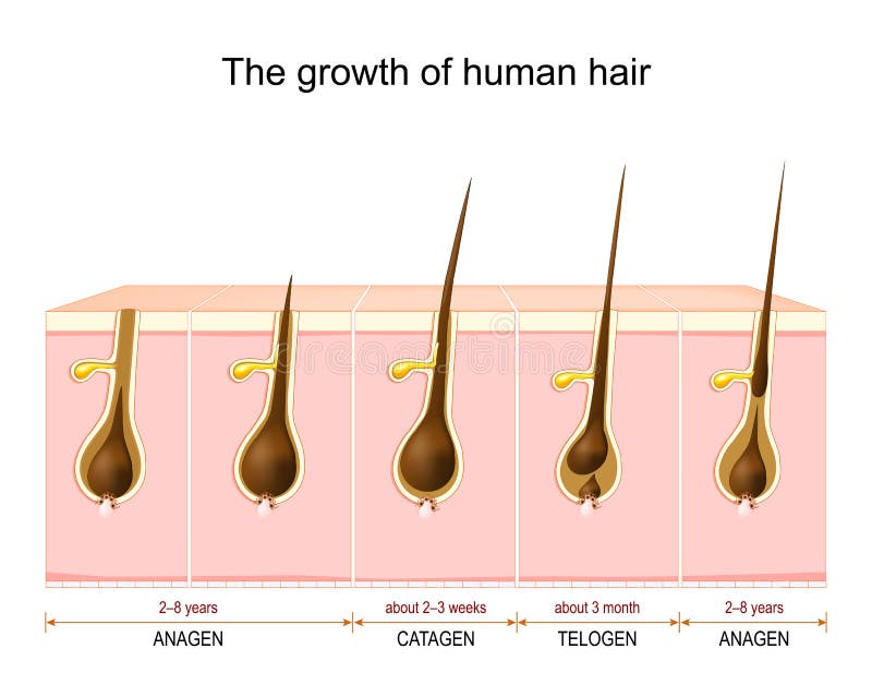 Hair Growth Cycle Stock Illustrations – 241 Hair Growth Cycle Stock Illustrations, Vectors & Clipart - Dreamstime Hair Growth Cycle Stock Illustrations – 241 Hair Growth Cycle Stock Illustrations, Vectors & Clipart - Dreamstime