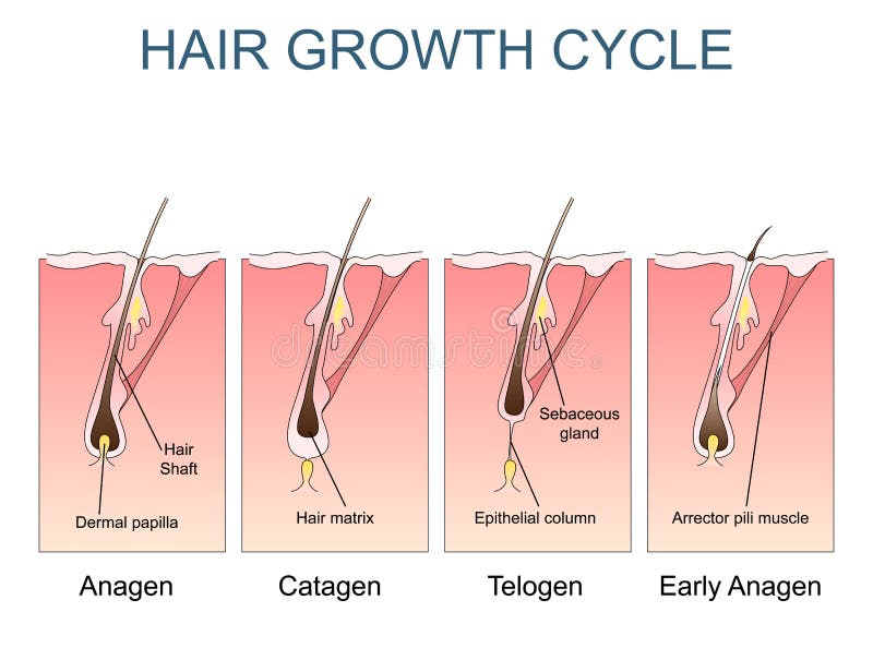 Hair growth cycle labelled illustration