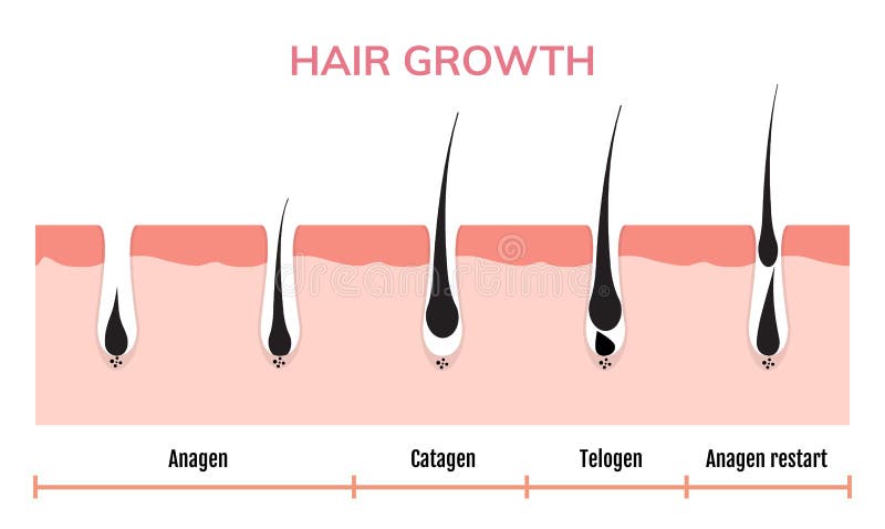 Hair Growth Cycle Skin. Follicle Anatomy Anagen Phase, Hair Growth Diagram  Illustration Stock Vector - Illustration of dermatology, animation:  147324261