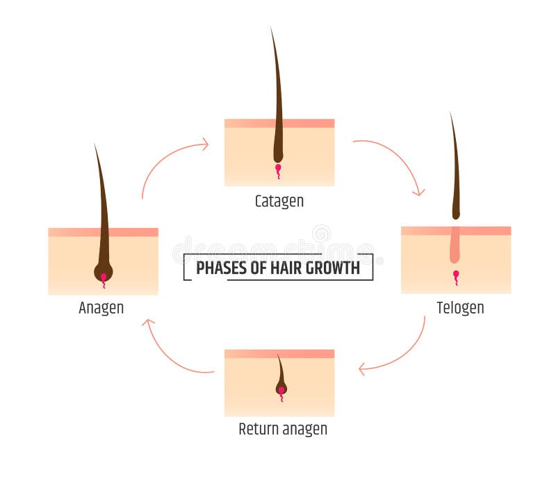 Hair Growth Cycle Stock Illustrations – 241 Hair Growth Cycle Stock Illustrations, Vectors & Clipart - Dreamstime Hair Growth Cycle Stock Illustrations – 241 Hair Growth Cycle Stock Illustrations, Vectors & Clipart - Dreamstime