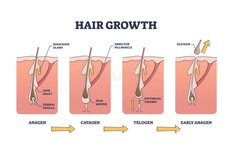 Hair Growth Cycle Stock Illustrations – 241 Hair Growth Cycle Stock  Illustrations, Vectors & Clipart - Dreamstime