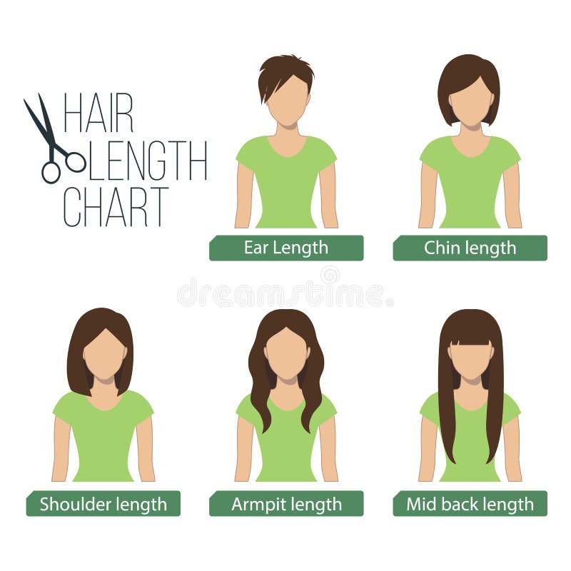 Hair Length Chart Back View Stock Vector - Illustration of medium, armpit:  74671595
