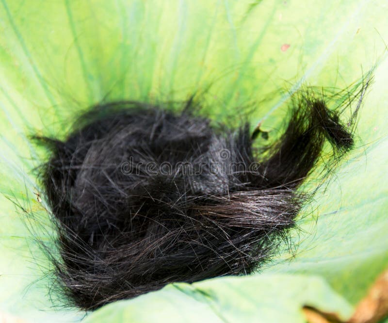 Hair in a lotus stock image. Image of beauty, asia, green 41654505