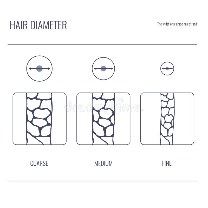 Hair Thickness Types Chart of Low, Medium, High Strand Volume Stock