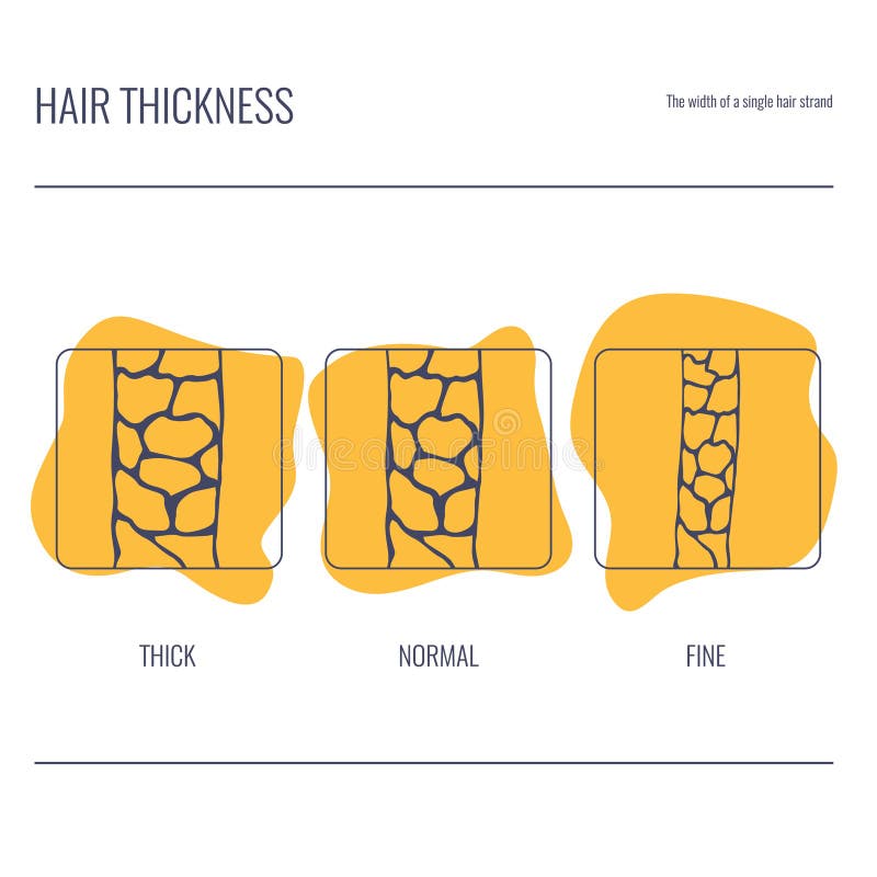 Hair Thickness Types Chart of Low, Medium, High Strand Volume Stock