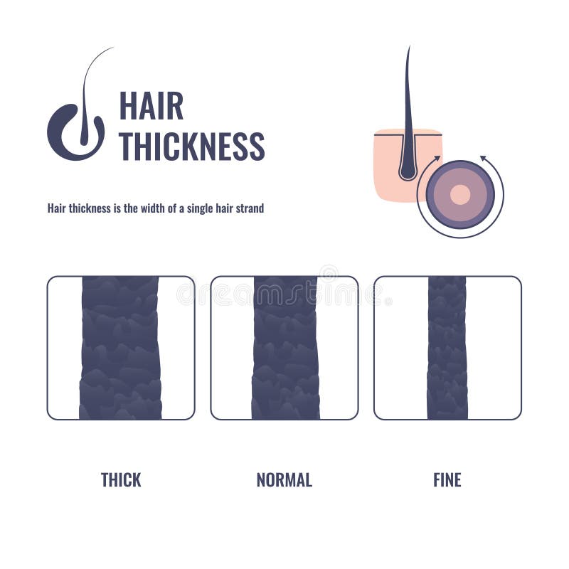 Hair Thickness Types Chart of Thin, Medium, Coarse Strand Width Stock  Illustration - Illustration of anatomy, collagen: 201432780