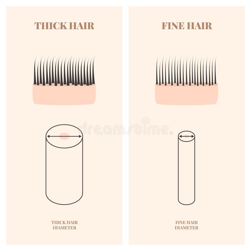 Hair Thickness Types Chart of Thin, Medium and Coarse Strands Stock Vector - Illustration of hair, structure: 217682430 Hair Thickness Types Chart of Thin, Medium and Coarse Strands Stock Vector - Illustration of hair, structure: 217682430
