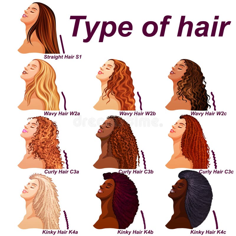 Hair Types Chart Displaying All Types and Labeled Stock Vector -  Illustration of caucasian, labeled: 136506803