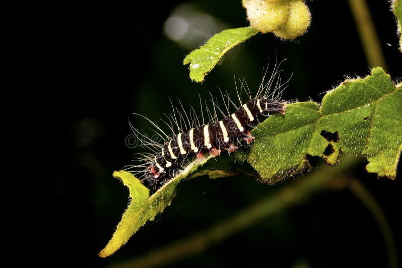 download hair worms in crickets download hair worms in crickets