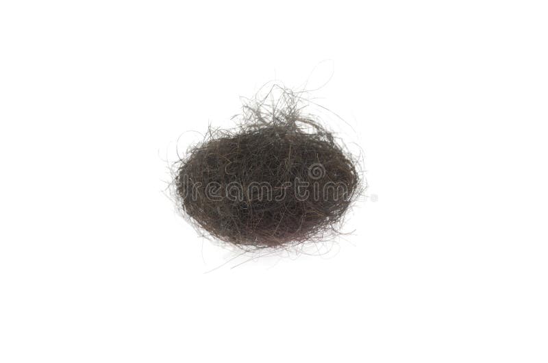 768 Hairball Stock Photos Free & RoyaltyFree Stock Photos from