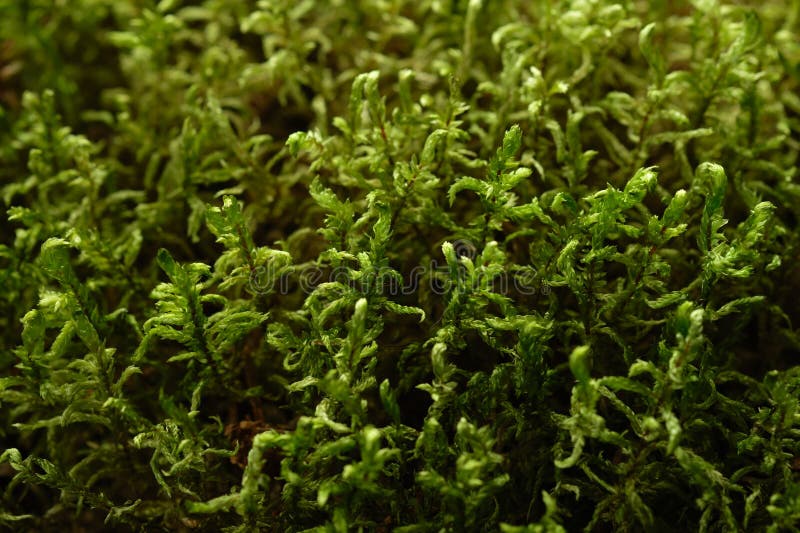 Pack De Mousse Et Lichen War World Scenics - 3 X 20g Vert Clair, Foncé, Marron Pour Dioramas