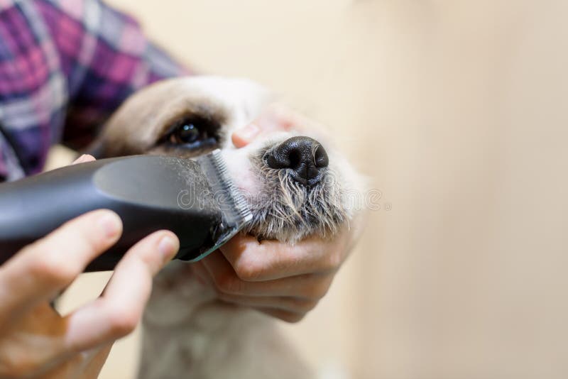 Hairdresser Mows Dog Fur on the Muzzle with a Trimmer Stock Image ...