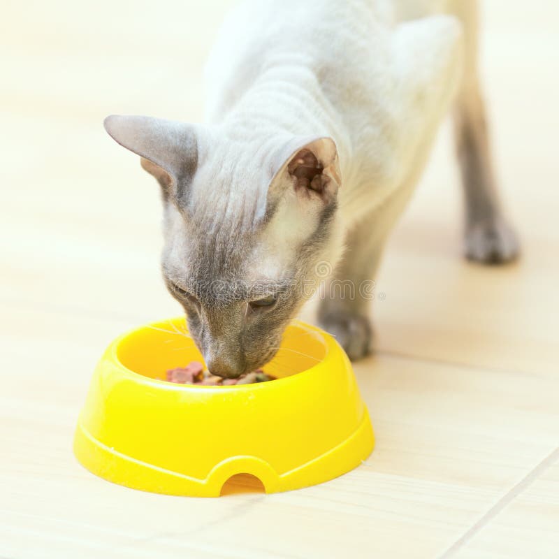 Hairless Cat Eating stock photo. Image of head, copper 24234938