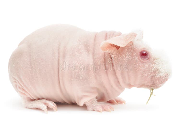 Hairless Cavy stock image. Image of hairless, seamless 34862713