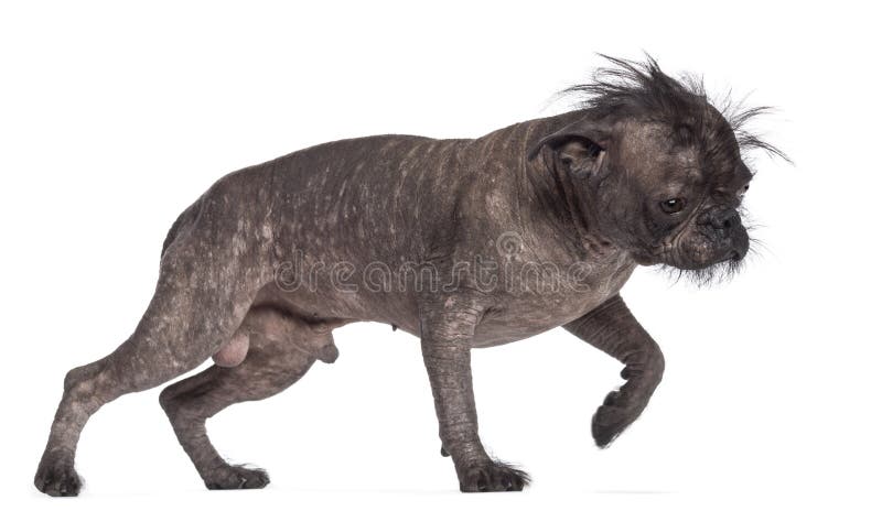 Hairless Dog, Mix between French Bulldog Stock Image - Image of canine ...