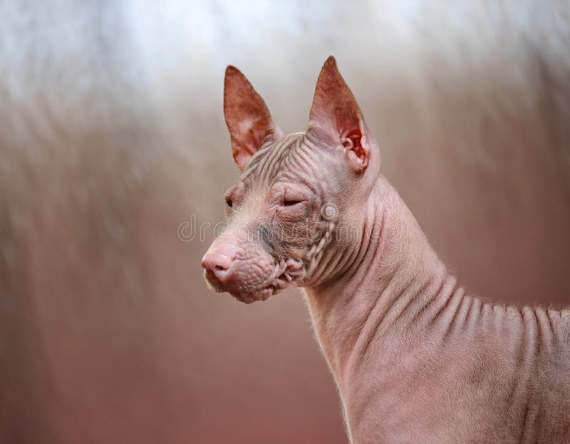 Peruvian Hairless vector illustration