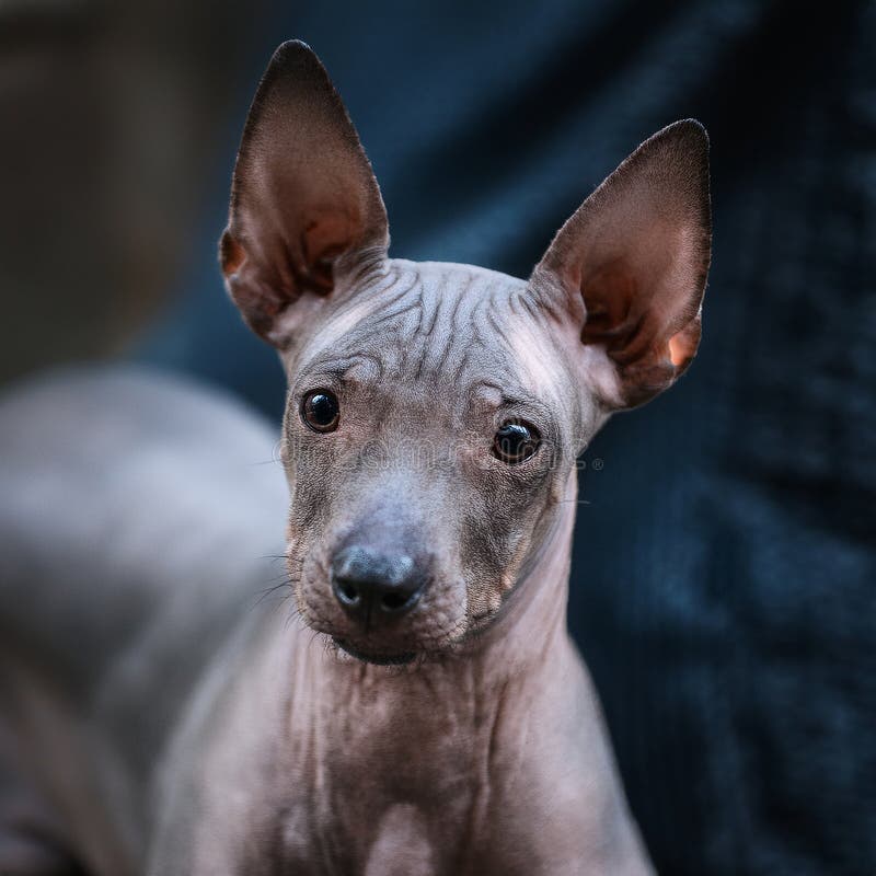 Peruvian Hairless royalty free illustration