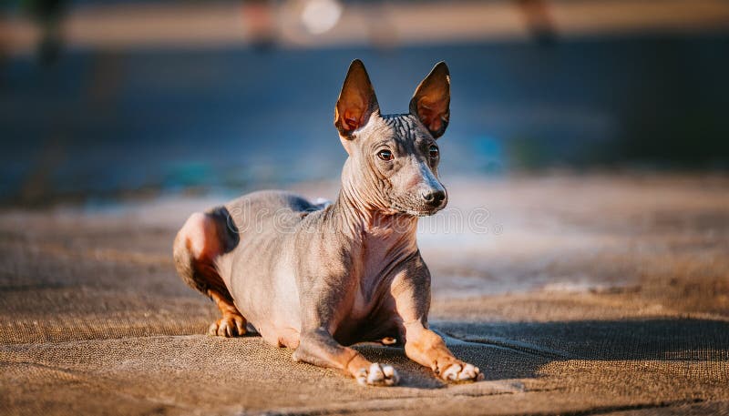Peruvian Hairless vector illustration