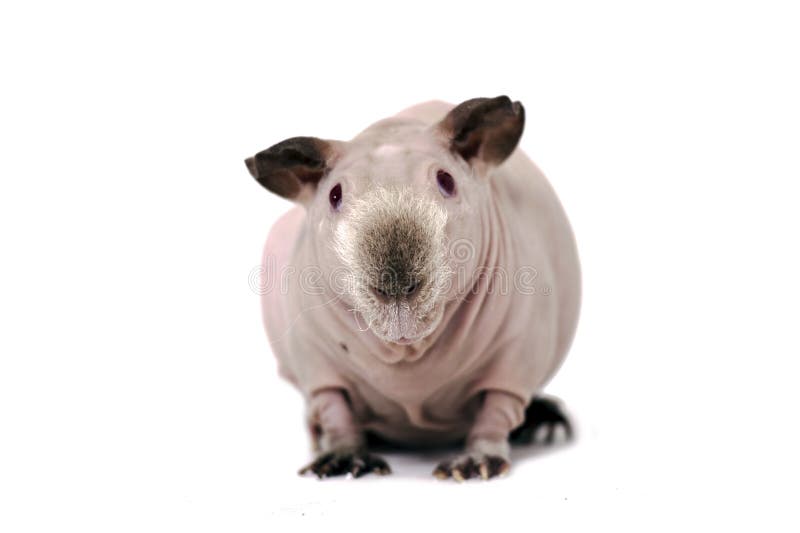 Hairless guinea pig stock photo. Image of brown, cavy - 28096302