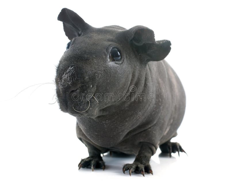 Hairless black guinea pig cheap