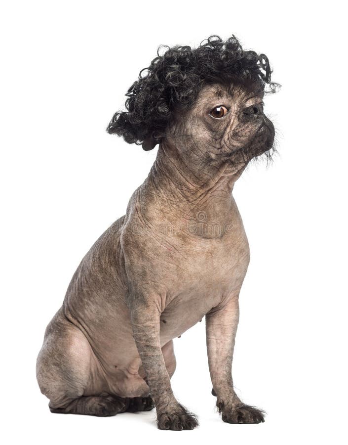 chinese crested mixed with poodle