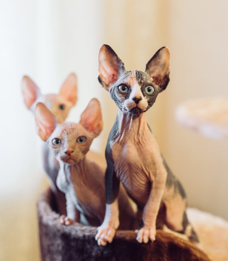 Hairless Sphinx Cats in a Cortex Box on a White Background. Stock Image