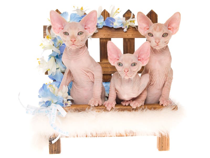 Hairless Sphynx kittens on mini bench