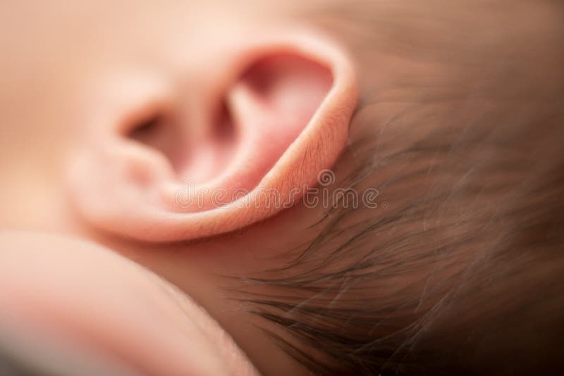3 529 Newborn Ear Photos Free Royalty Free Stock Photos From Dreamstime 3 529 Newborn Ear Photos Free Royalty Free Stock Photos From Dreamstime