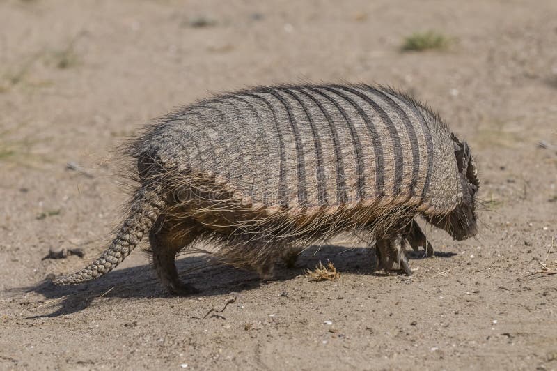 Hairy Armadillo, in Desert Environment, Peninsula Valdes, Patagonia ...