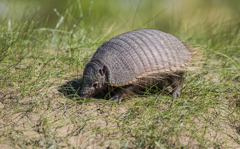 Hairy Armadillo, in Grassland Environment, Peninsula Valdes, Stock ...