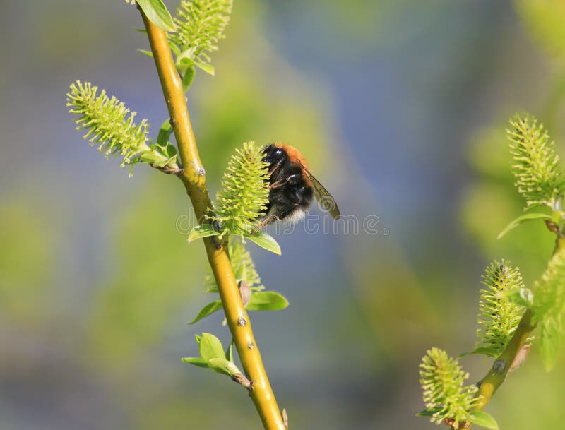 Hairy black bumblebee collects nectar from the fresh buds in the stock photography