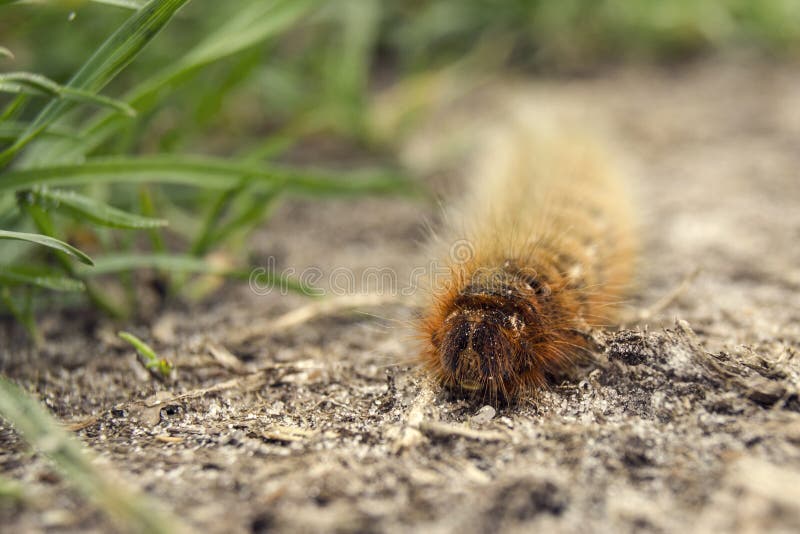 Caterpillar survival strategies Wildlife Insight