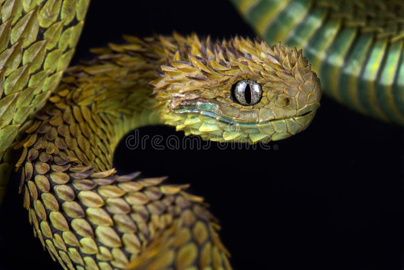 Black Green Bush Viper Atheris nitschei , captive, Uganda, Africa