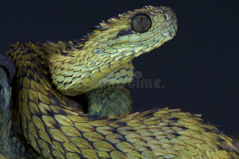 Bush Viper Atheris Squamigera Stock Photo by ©REPTILES4ALL 200496960