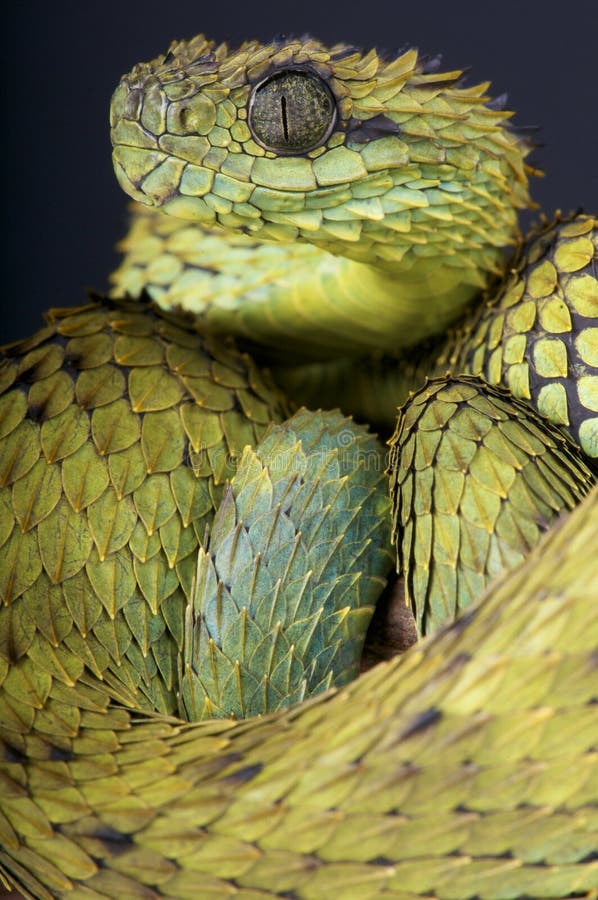 Hairy bush viper / Atheris hispida