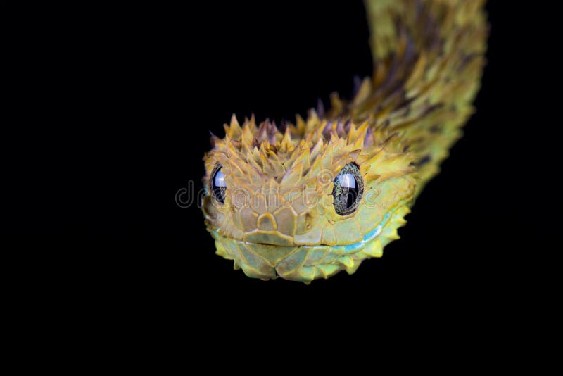 Hairy Bush Viper (Atheris hispida) in Rainforest Nature Stock