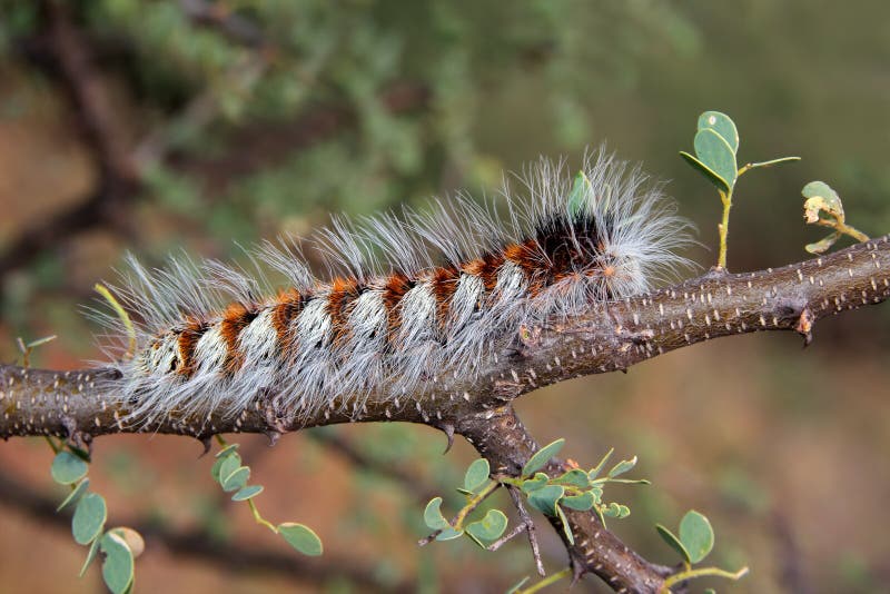 Hairy caterpillar stock photo. Image of fleshy, macro 25673812