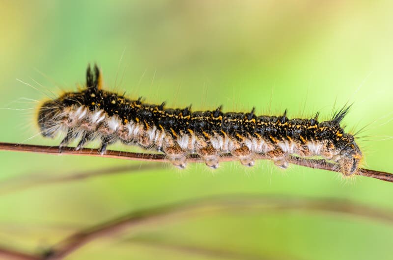 Hairy Caterpillar of Butterfly Silkworm Stock Image Image of