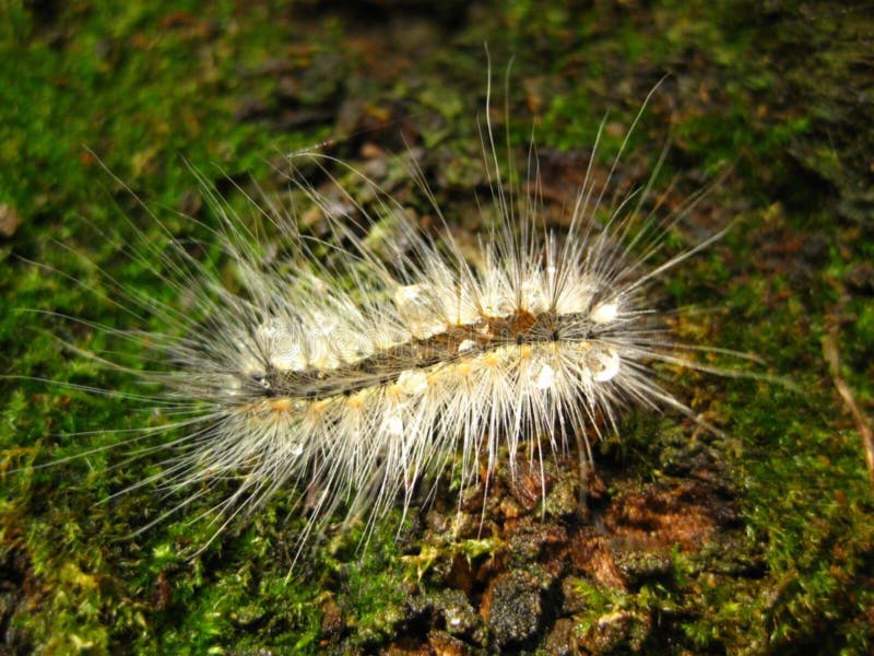 Hairycaterpillaronmossafterrain Picture. Image 87855477