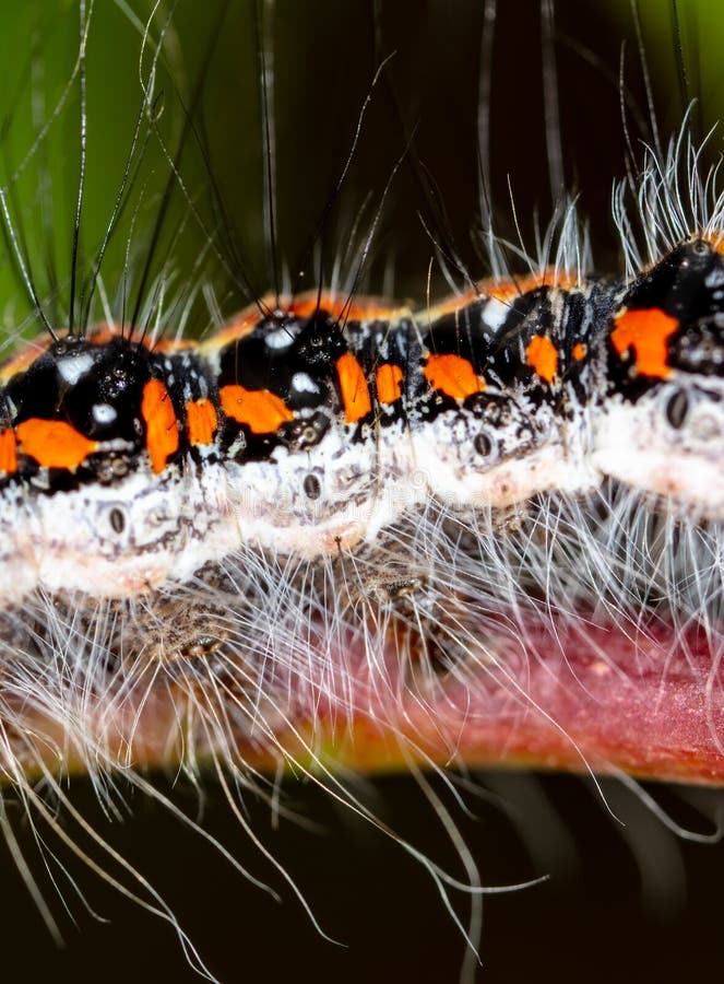 Hairy Caterpillar on a Plant Closeup Stock Photo Image of insect