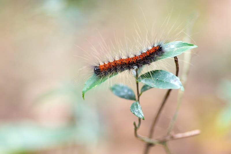 1,207 Red Hairy Caterpillar Stock Photos Free & RoyaltyFree Stock