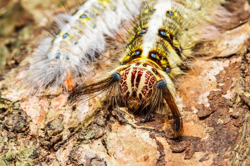 Hairy caterpillar on tree stock image. Image of animals 45692137