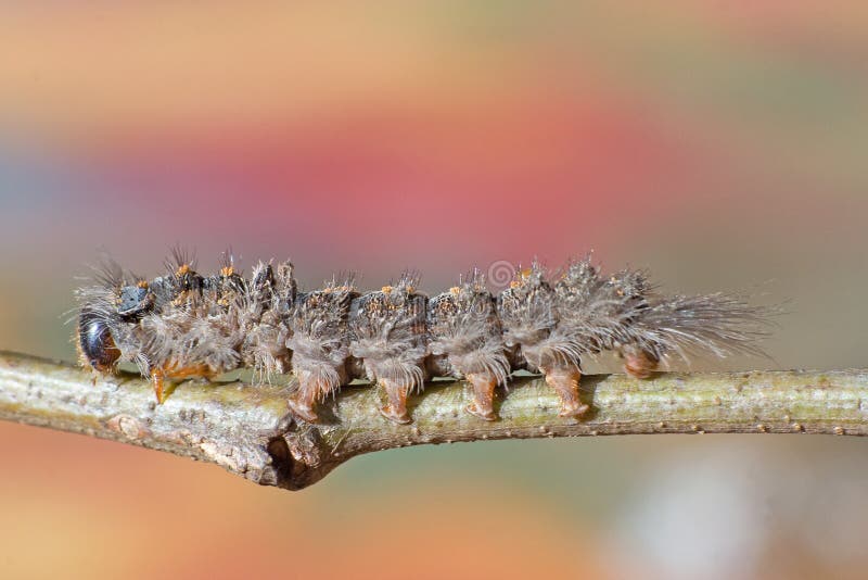 Hairy caterpillar on a twig (7918)